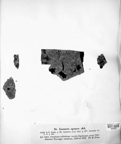 Lecanora epanora image